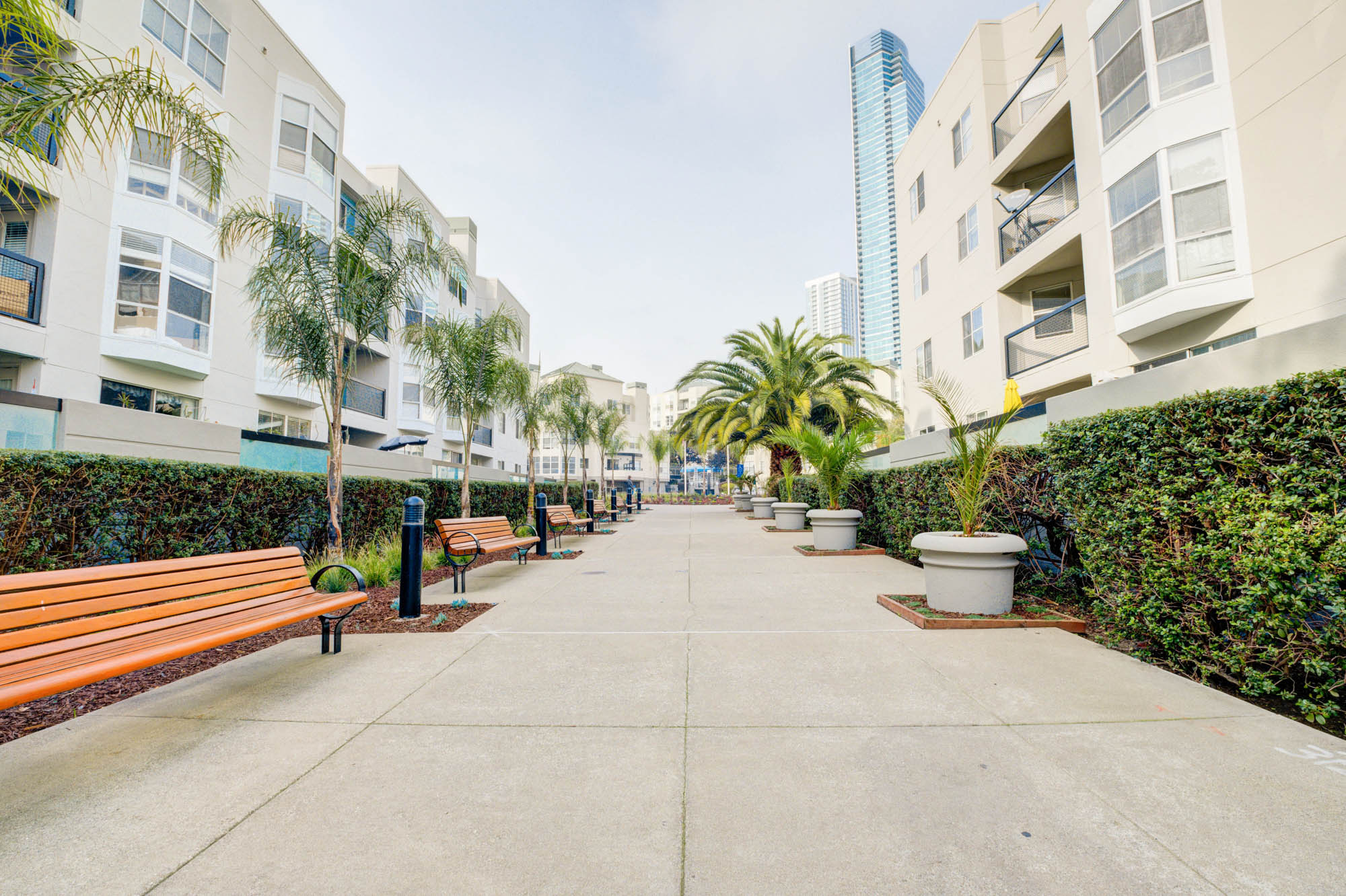 A pathway lined with benches, potted plants and a fence hedge between Bayside Villages modern apartments in San Francisco